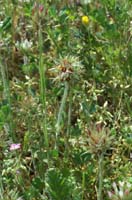 Trifolium stellaris Vidauban 230407 (15)