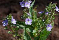 Veronica anagallis-aquatica Vidauban 230407 (3)