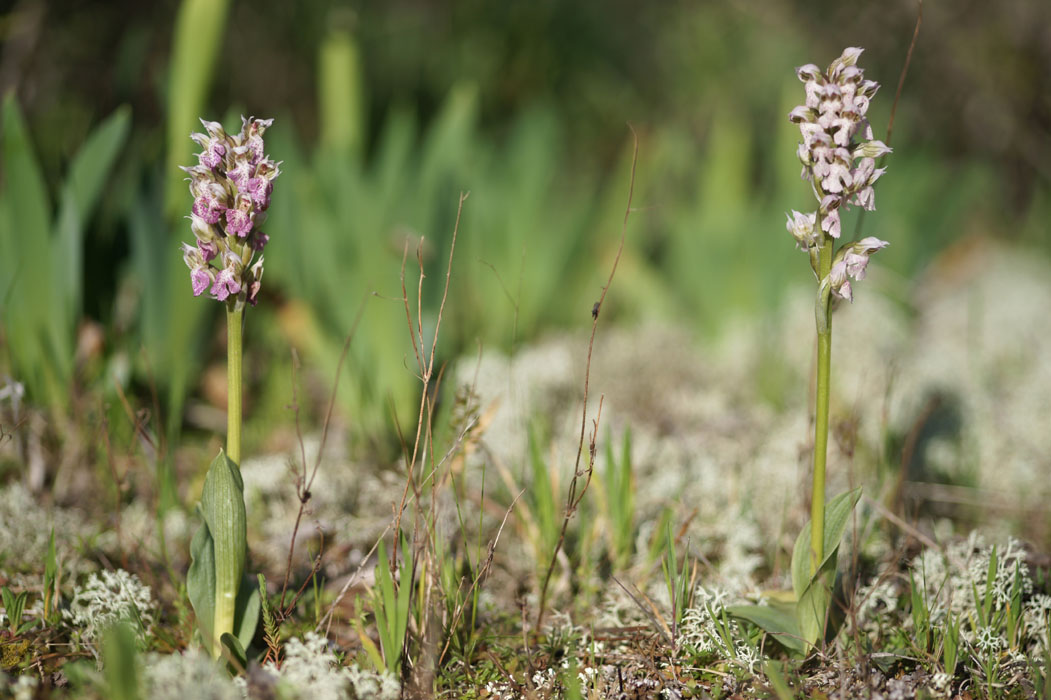 Neotinea lactea Vidauban 050410 (14)