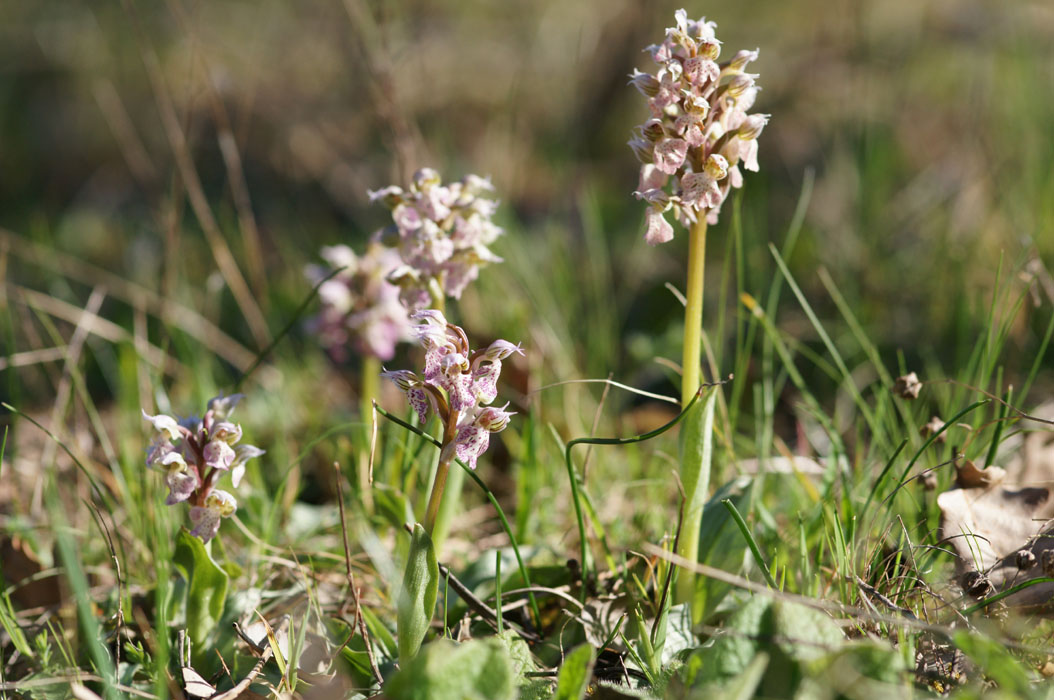 Neotinea lactea Vidauban 050410 (38)