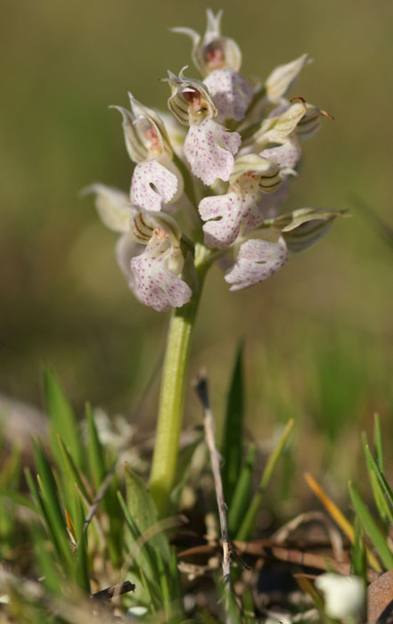 Neotinea lactea Vidauban 050410 (4)