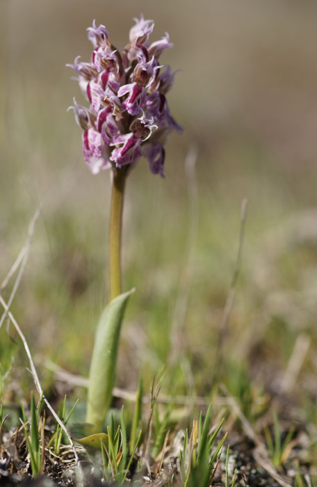 Neotinea lactea Vidauban 050410 (40)