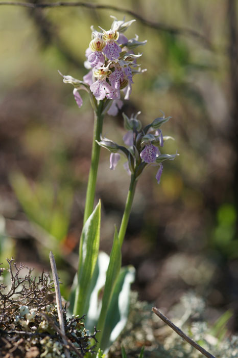 Neotinea lactea Vidauban 050410 (42)