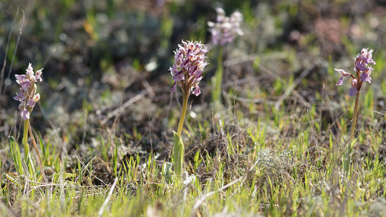 Neotinea lactea Vidauban 050410 (43)