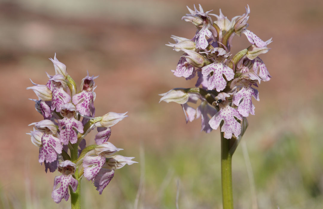 Neotinea lactea Vidauban 050410 (46)