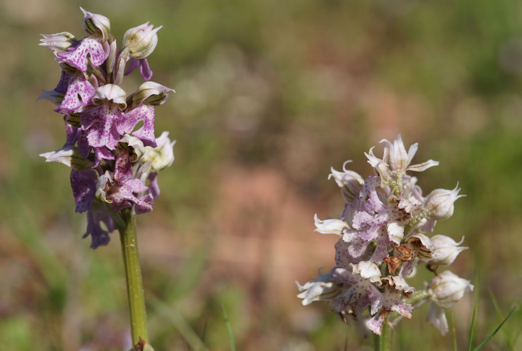 Neotinea lactea Vidauban 050410 (52)