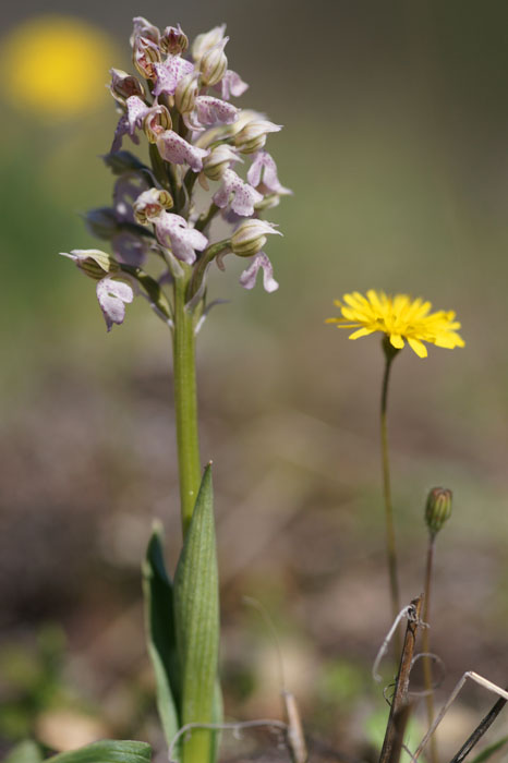 Neotinea lactea Vidauban 050410 (74)