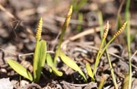 Ophioglossum lusitanicum Vidauban 050410 (50)