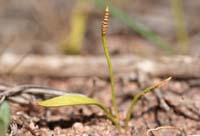 Ophioglossum lusitanicum Vidauban 050410 (52)