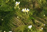 Ranunculus trichophyllus  Vidauban 050410 (22)