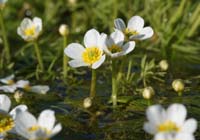 Ranunculus trichophyllus  Vidauban 050410 (23)