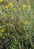 Rorripa sylvestris Vidauban 050410 (24)