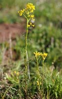 Rorripa sylvestris Vidauban 050410 (25)