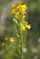 Rorripa sylvestris Vidauban 050410 (26)