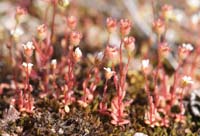 Saxifraga tridactylides Vidauban 050410 (53)