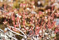 Saxifraga tridactylides Vidauban 050410 (54)