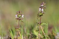 Stachys arvensis Vidauban 050410 (20)