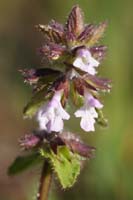 Stachys arvensis Vidauban 050410 (21)