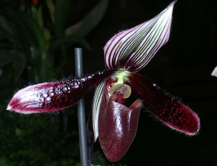 Paphiopedilum dayanum vinicolor Merlimont 250308 (43)