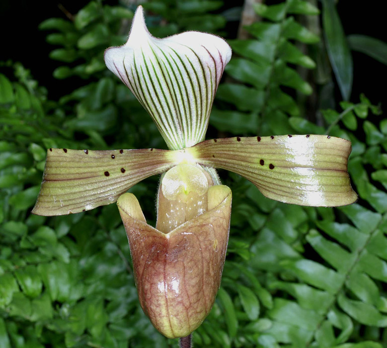 Paphiopedilum tonsum Merlimont 250308 (48)